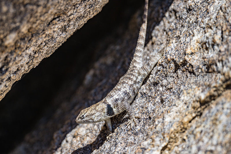 Sceloporus magister，也被称为沙漠刺蜥，是一种蜥科蜥蜴，原产于北美洲的奇瓦瓦沙漠和索诺兰沙漠。阿拉巴马山